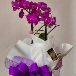 Mini Orquídea