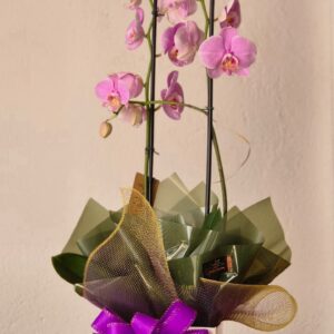 Orquídea Média