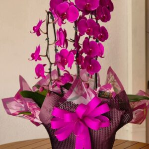 Orquídea Magnific
